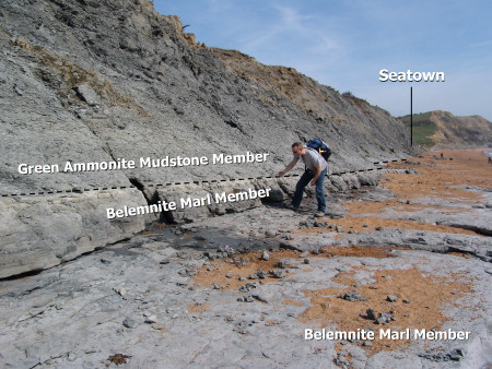 Searching for fossils in the Belemnite Marl Member at Seatown