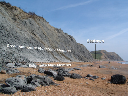 Geology diagram of cliffs at Seatown showing Green Ammonite Mudstone Member