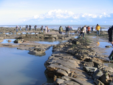 Fossil hunters searching for dinosaur footprints on the foreshore at Fairlight