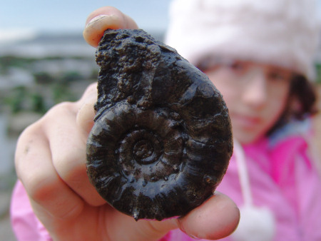 Pryitised ammonite from Charmouth