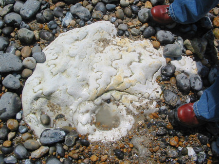 Giant Parapuzosia ammonite on the foreshore at Peacehaven