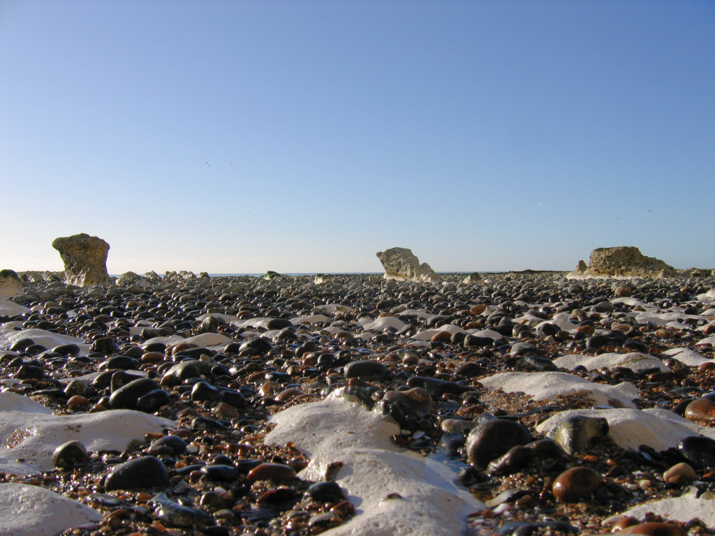 Peacehaven parapuzosia ammonites
